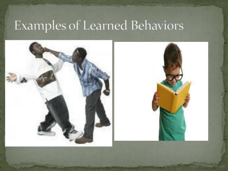 Is Pointing a Learned Behavior? Exploring the Science Behind It