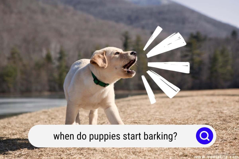 At What Age Do Dogs Start Barking? Understanding Your Dog’s Behavior
