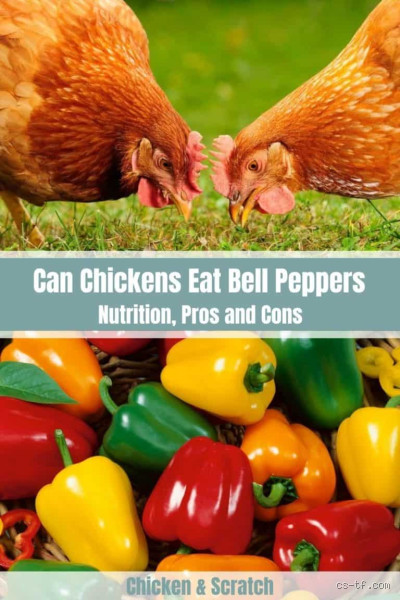 Can Chickens Have Peppers?