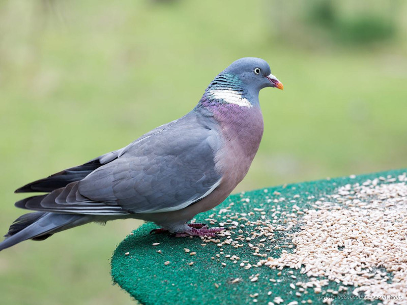 Do Pigeons Eat Till Seed? Uncover the Truth About Their Diet