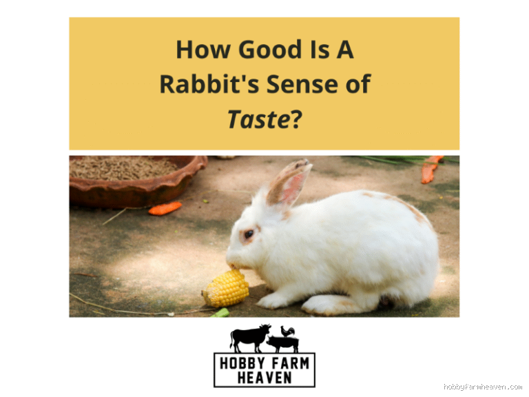 How Does Rabbit Taste Like? An Honest Look at Its Flavor