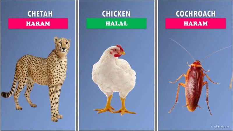 Is Monkey Meat Halal in Islam? Understanding the Religious Guidelines