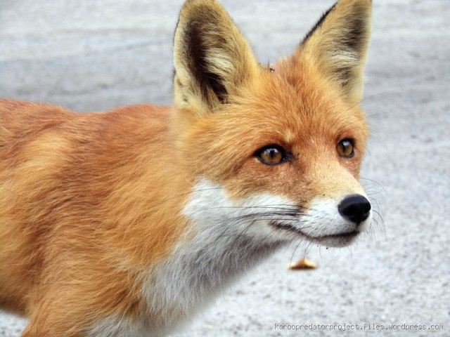 Are Foxes Scared of Urine? What Really Keeps Them Away