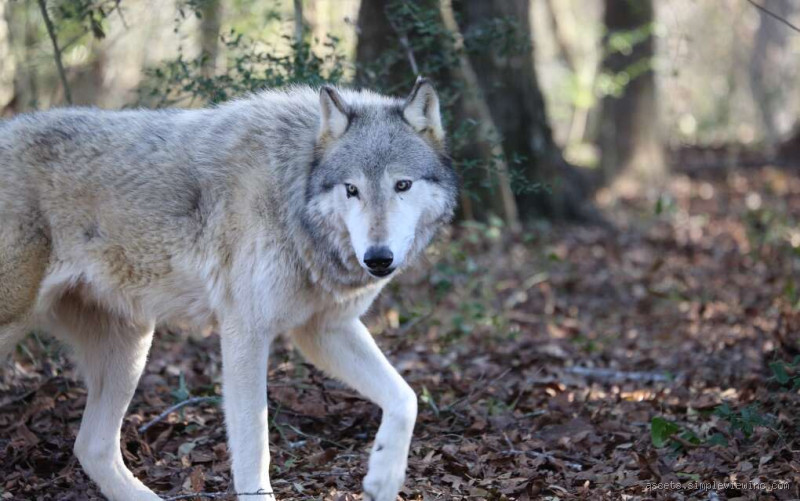 Are There Wolves in Florida? Discover the Truth About Wolves in the Sunshine State
