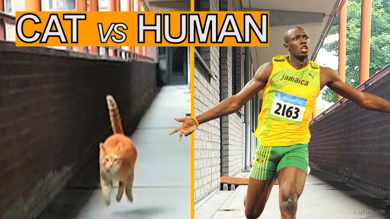 Can a Cat Outrun Usain Bolt? The Ultimate Speed Showdown
