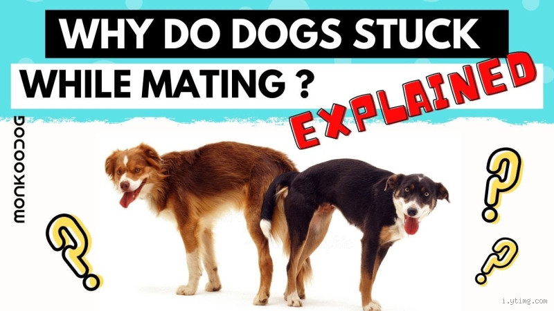 Can a Female Dog Play After Mating: Post-Mating Care and Activity Guidelines