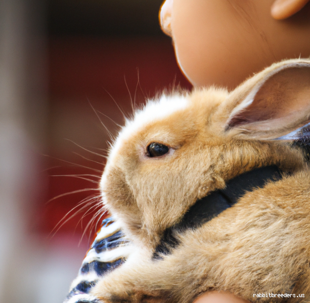 Can I carry my rabbit like a baby? Here's what you need to know