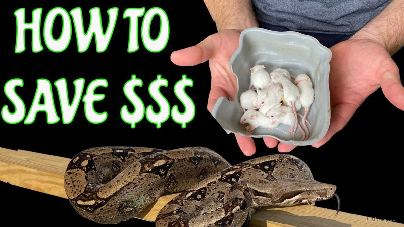 Can I Feed My Snake 2 Mice Instead of 1 Rat? Here's What You Need to Know