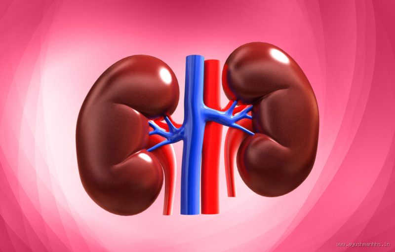Can Kidneys Heal on Their Own? Here's What You Need to Know