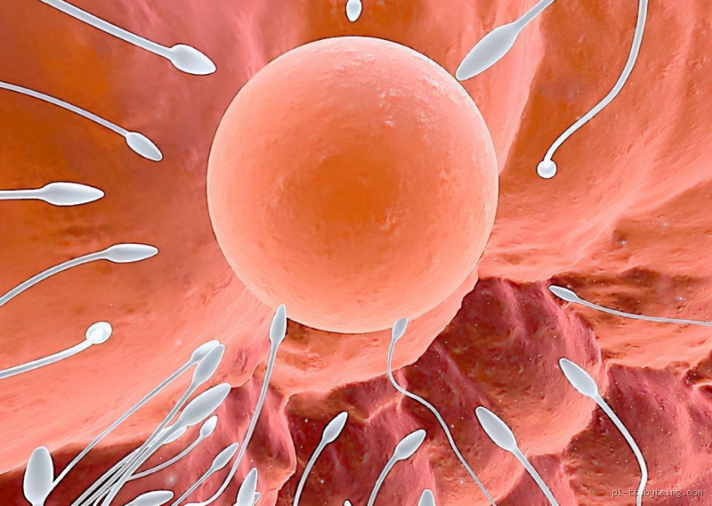 Can Men Smell Ovulation? The Science Behind Attraction and Biology