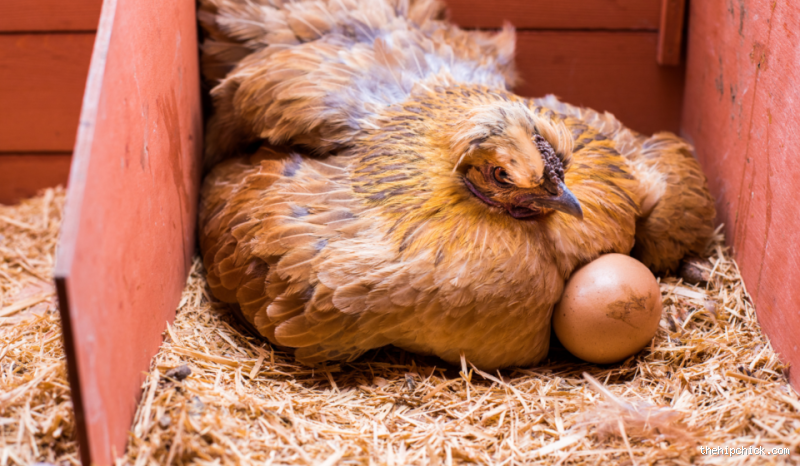 Can You Eat a 3-Year-Old Laying Hen?