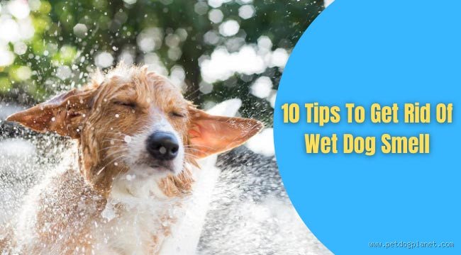 Can you get rid of wet dog smell?