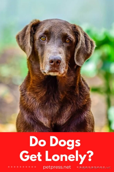 Do Dogs Get Lonely Without Another Dog? The Truth You Need to Know