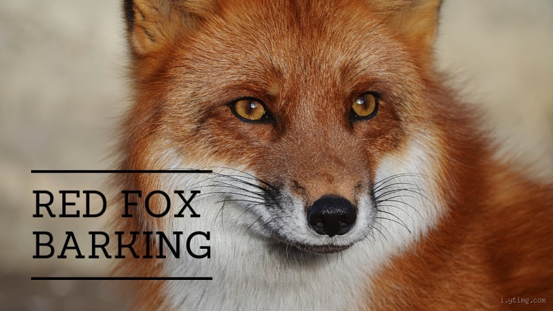 Do Foxes Meow or Bark? The Surprising Sounds of Foxes