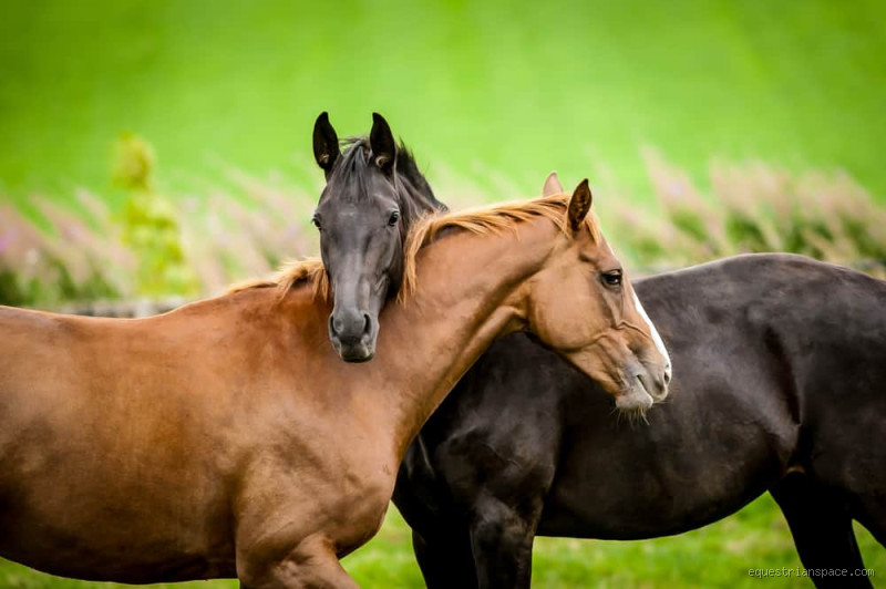 Do Horses Like Being Petted? The Truth Behind Their Affection