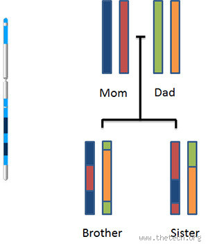 Do Siblings Really Share 50% of Their DNA? Let’s Find Out!
