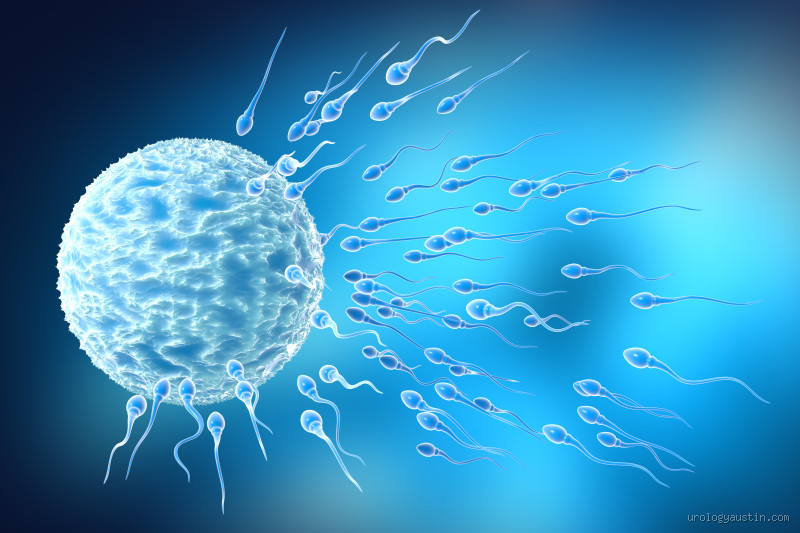Does Sperm Have Sugar: Uncovering the Surprising Truth About Semen Composition
