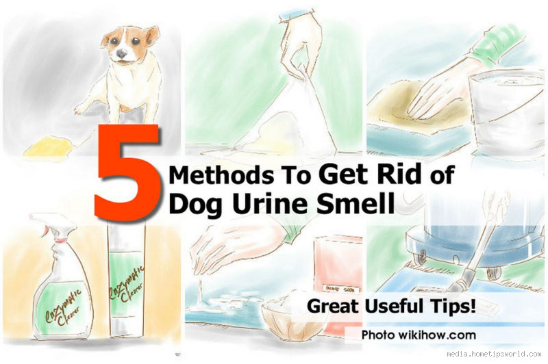 How to Get Rid of Dog Urine Smell on Artificial Grass: A Complete Guide