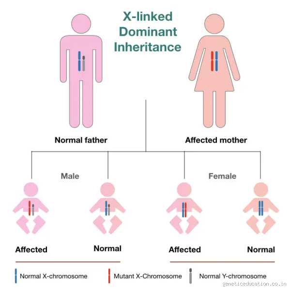 How Do You Inherit Ethnicity? Uncover the Genetic Secrets