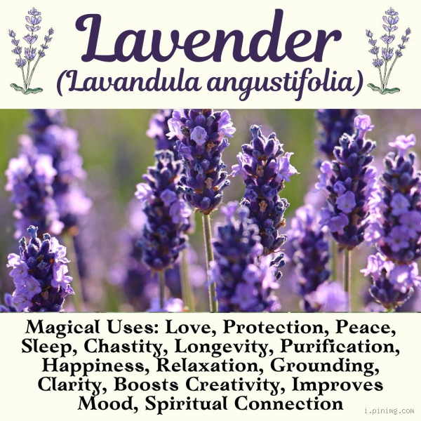 How Does Lavender Calm You? Discover the Benefits of Lavender