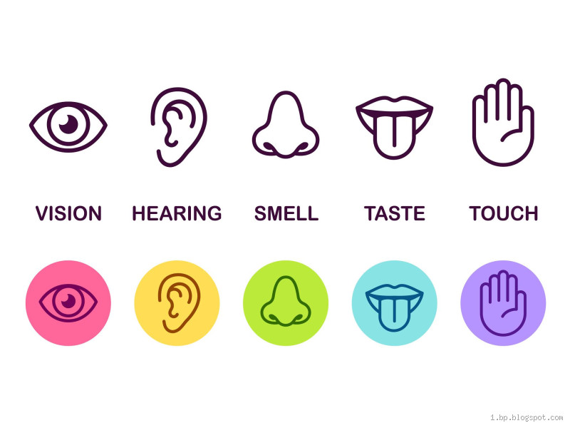 How Many Special Senses Are There? Discover the Fascinating Truth