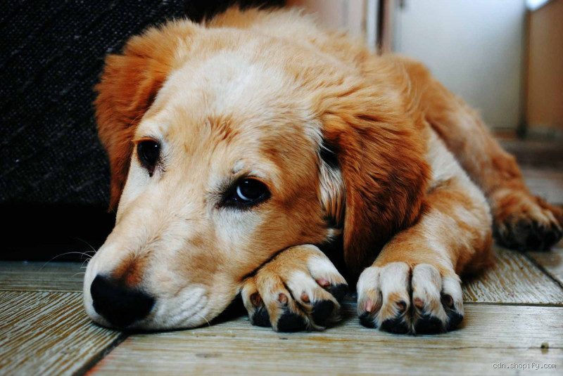 How Much Do Dogs Miss You? Understanding Your Dog's Emotions