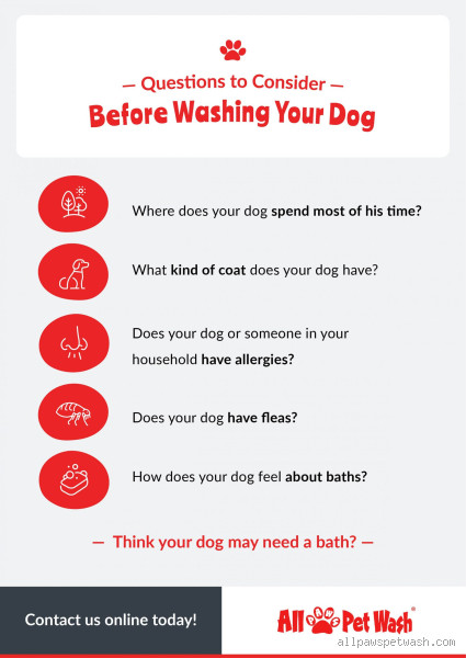 How Often Should You Wash Your Dog? Here's What You Need to Know