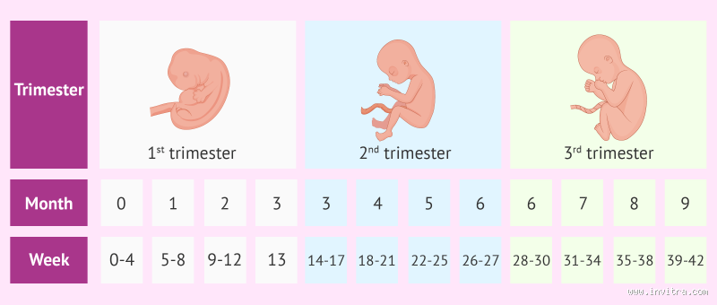 Is 8 Weeks 2 Months? Understanding the Difference Between Weeks and Months
