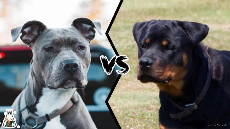 Is a Rottweiler More Vicious Than a Pitbull? The Truth Revealed