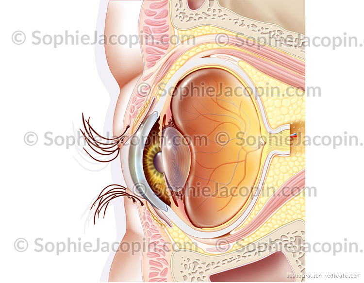 Is EMDR Brainwashing? Unpacking the Truth Behind the Therapy