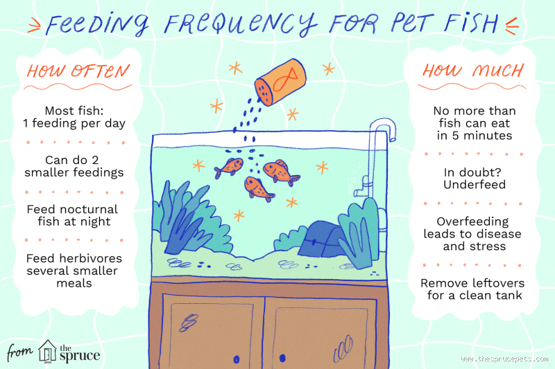 Is Feeding Fish Once a Day Enough? What You Need to Know