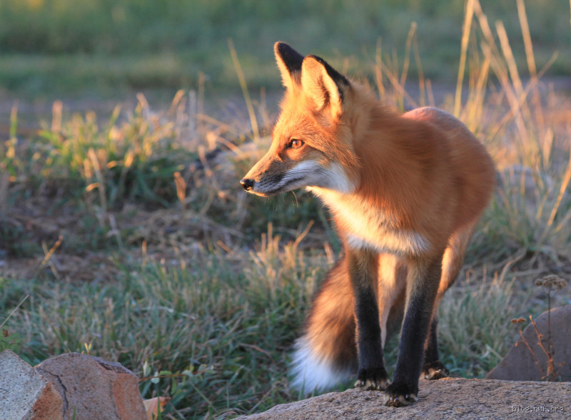 Is It Good to Have a Fox Around Your House? The Surprising Truth!
