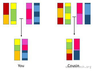 Can You Share 25% DNA with a Cousin?