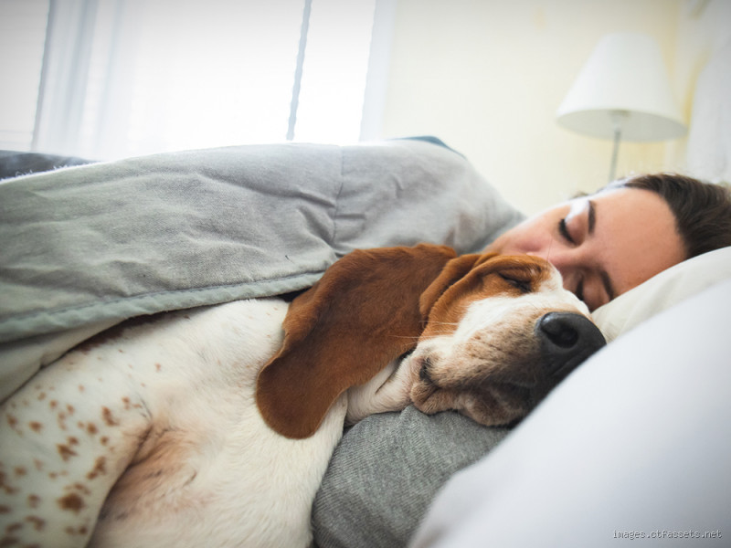 Is Sleeping With Your Dog Healthy? The Surprising Benefits and Risks