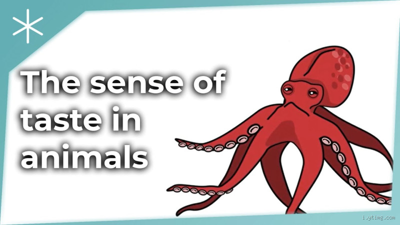 What Animal Has the Most Advanced Taste?