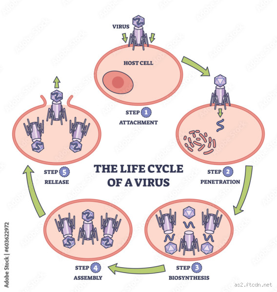 The 3 Stages of Viral Infection: How Viruses Take Over Your Body