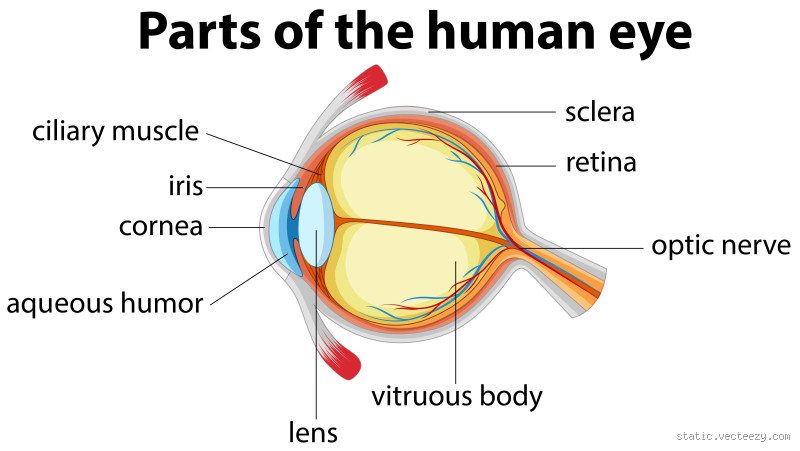 What Are the 7 Main Parts of the Eye? A Fascinating Breakdown