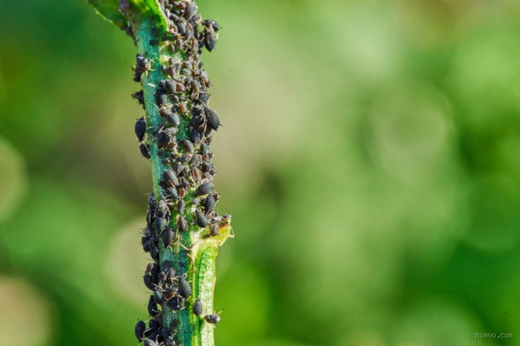 What Are the Tiny Mites That Look Like Black Pepper?