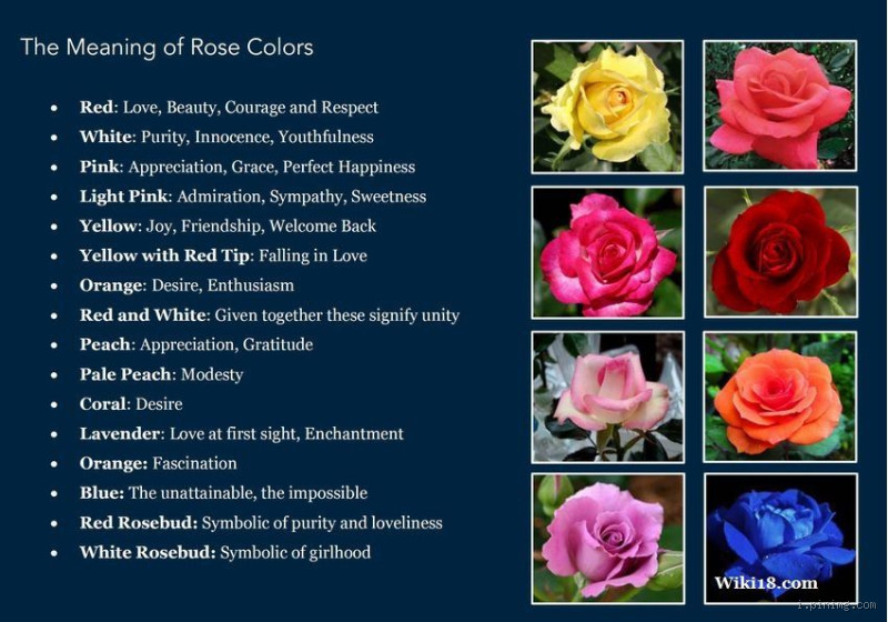 What Color Rose for Forgiveness? The Meaning Behind Each Hue