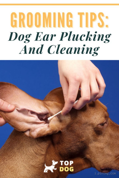 What do groomers use to clean dog's ears?