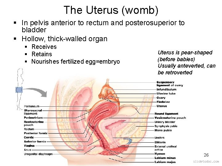 What Do Men Have Instead of a Uterus? Understanding Male Reproductive Anatomy