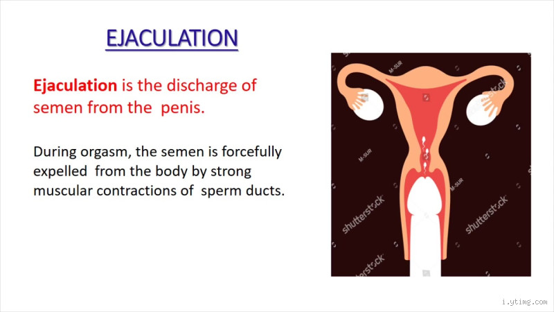 What Happens if a 13-Year-Old Boy Releases Sperm? A Guide to Puberty