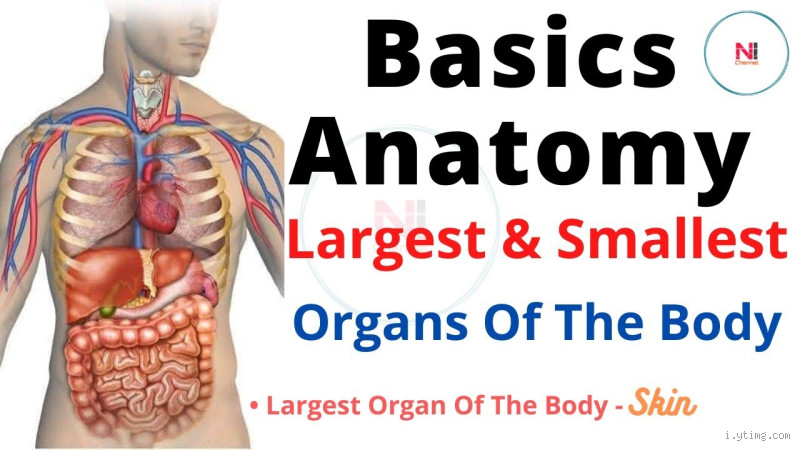 What is the 2nd Largest Organ in the Body? Prepare to be Surprised!