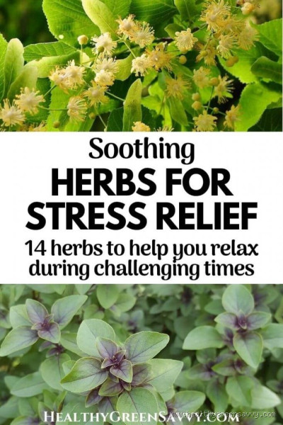 What Is the Best Stress Herb? I Finally Found Out