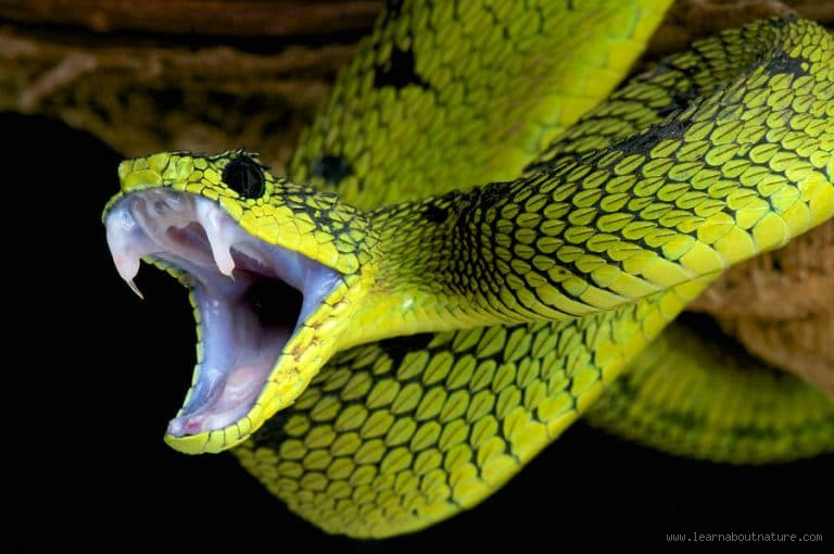 What Is the Biggest Fear of Snakes? Exploring Their Hidden Anxieties