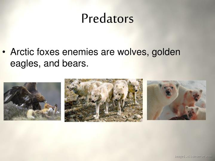 What is the enemy of a fox? Discover its natural predators and dangers
