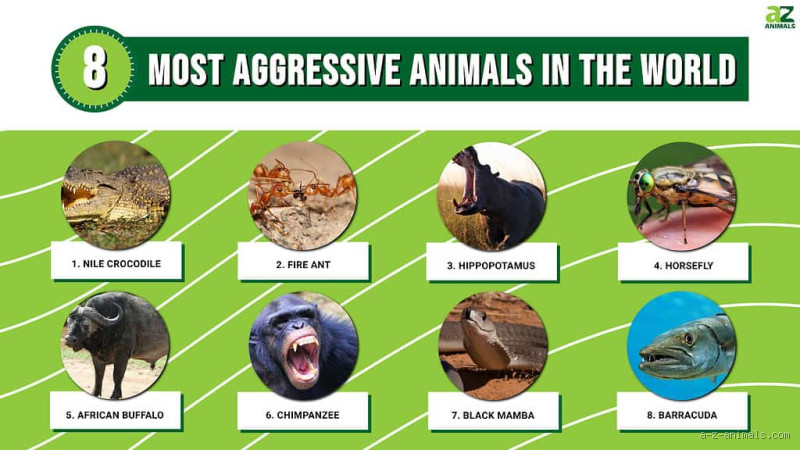 What is the Most Aggressive Animal Towards Humans?