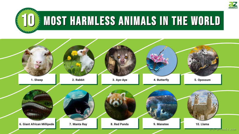 What is the Most Harmless Pet in the World?