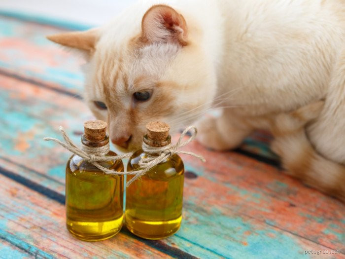 What is the Most Low Maintenance Short Haircut? Find Out Now!