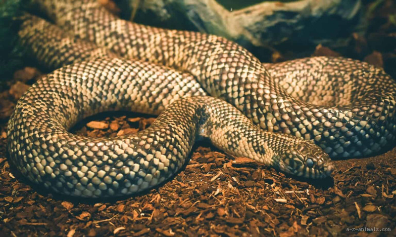 What is the Strongest Snake? Discover the Power Behind These Creatures